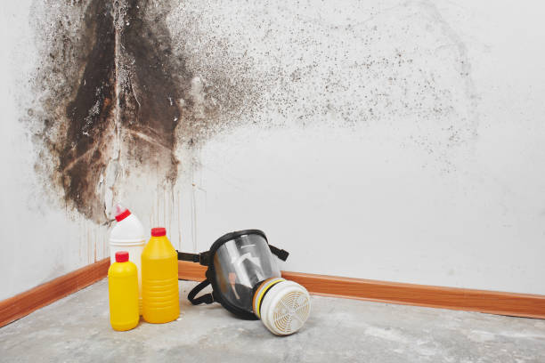 Best Attic Mold Removal  in Columbus, TX