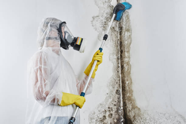 Best Local Mold Removal Service  in Columbus, TX
