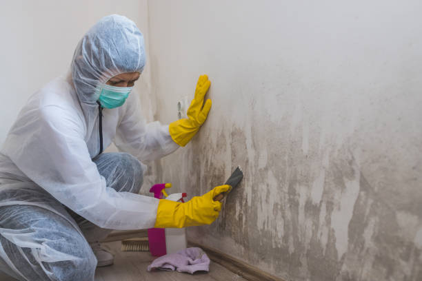 Best Commercial Mold Removal  in Columbus, TX