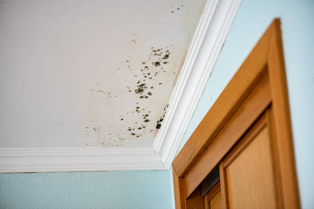 Reliable Columbus, TX Mold Removal Solutions