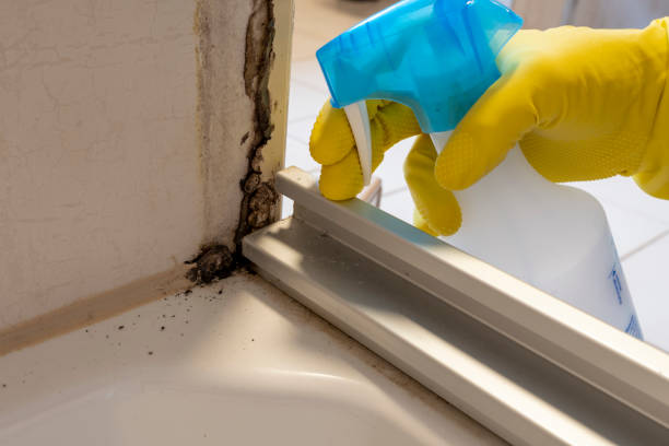 Certified Mold Removal in Columbus, TX