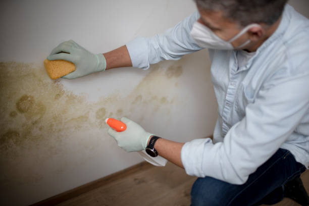 Best Home Mold Removal  in Columbus, TX