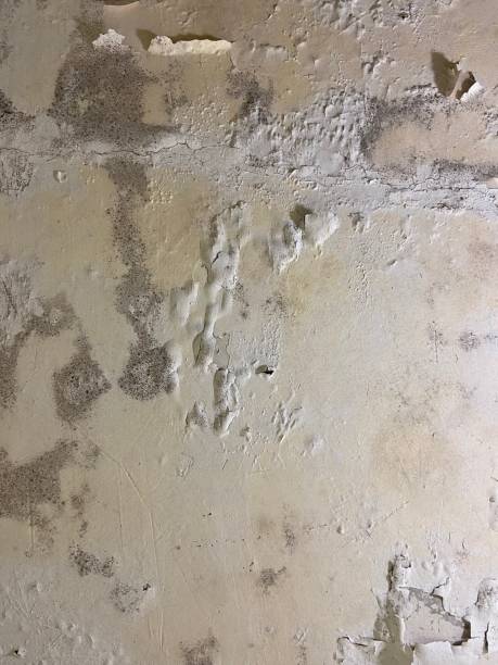 Best Office Mold Removal Services  in Columbus, TX