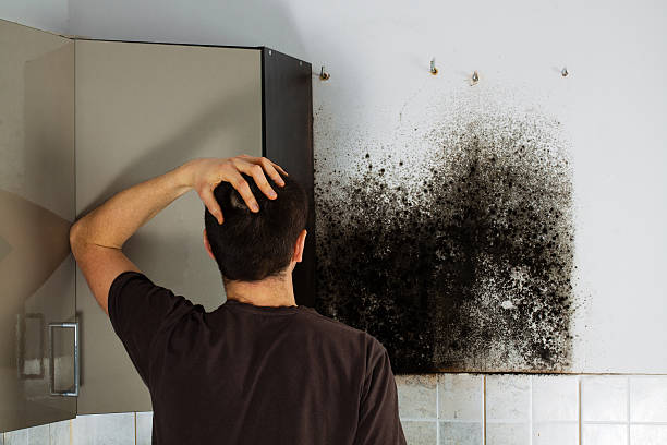 Best Same-Day Mold Removal  in Columbus, TX