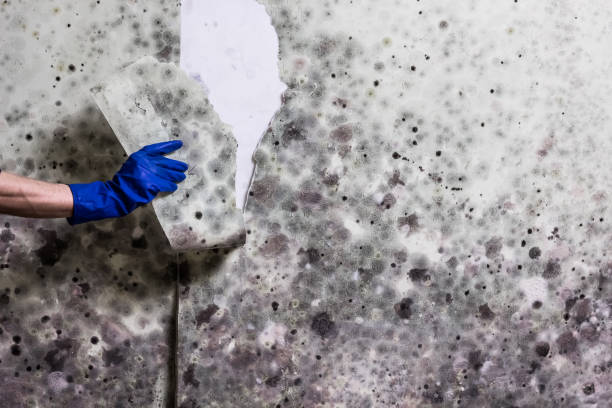 Best Mold Removal Company Near Me  in Columbus, TX