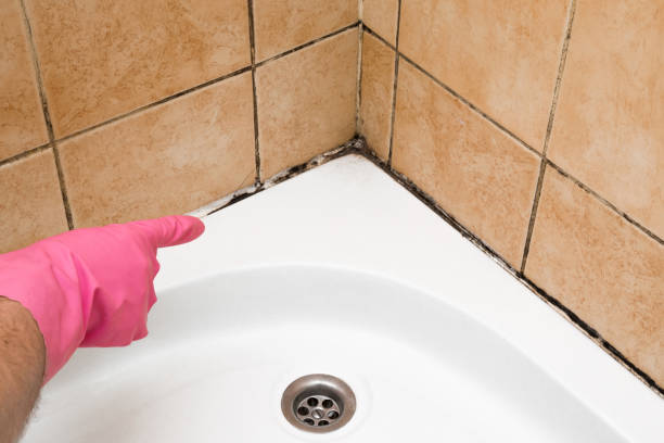 Best Mold Remediation  in Columbus, TX